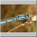 Enallagma cyathigerum - Gemeine Becherjungfer m09.jpg